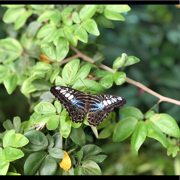 Meet your Posher, Britney - Picture 1 of 1